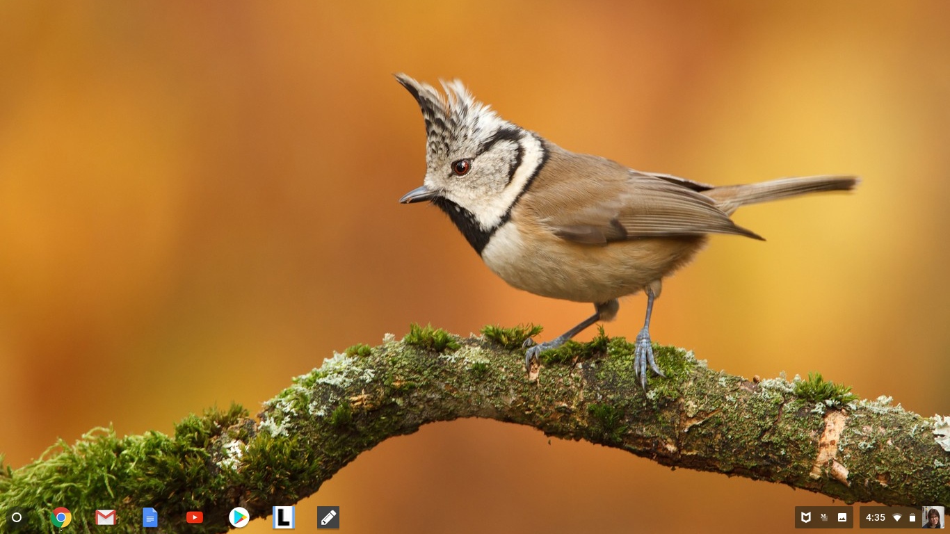 A screenshot of the Chromebook desktop